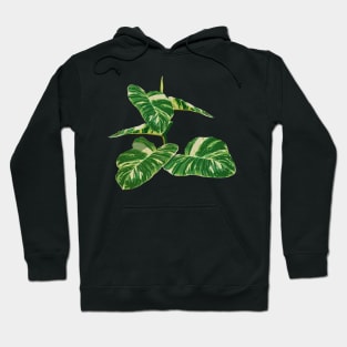 Epipremnum aureum plant Hoodie